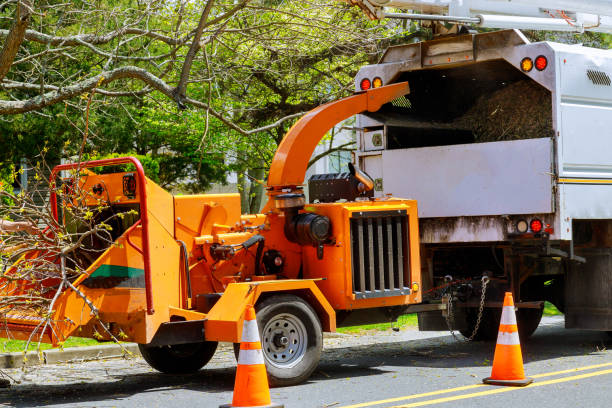 Best Leaf Removal  in Mckinley, PA